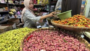Bawang Merah 