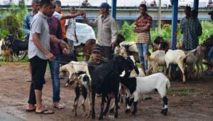 Ilustrasi Hewan Qurban