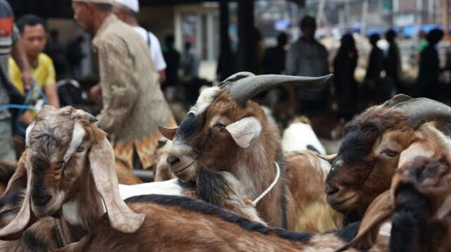 Ilustrasi Hewan Qurban