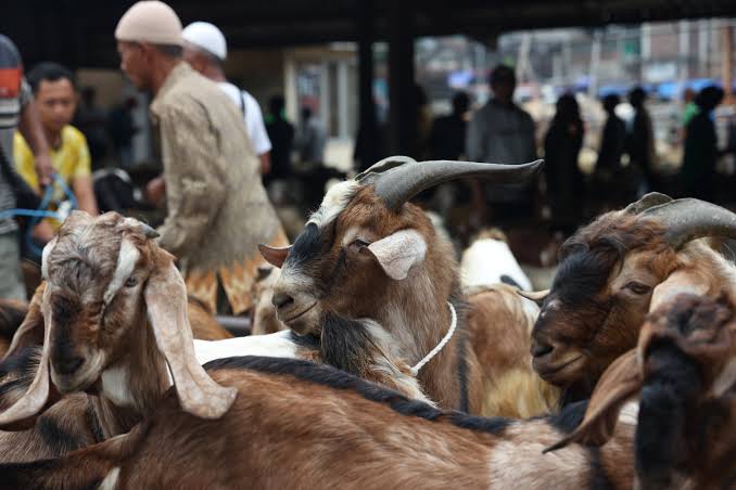 Ilustrasi Hewan Qurban